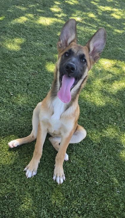 Harley, a ADOPTABLE mixed breed in Red Bluff, CA image 3/4