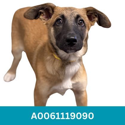 Harley, a ADOPTABLE mixed breed in Red Bluff, CA image 4/4