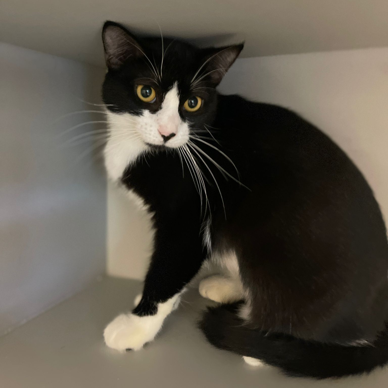 Enlarge Suki, a Adoptable Tuxedo in Miami Beach, FL image 1/10