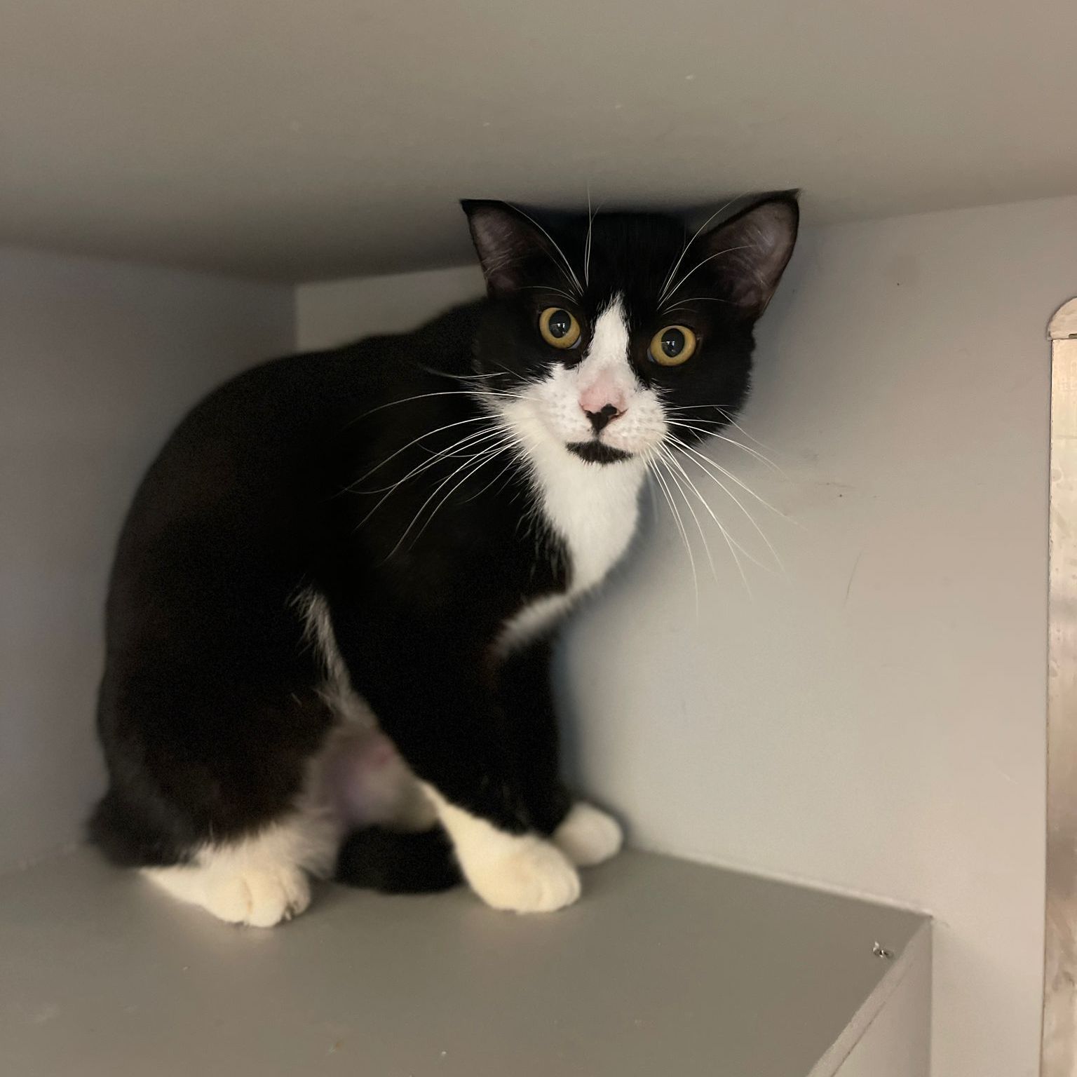 Enlarge Suki, a Adoptable Tuxedo in Miami Beach, FL image 2/10