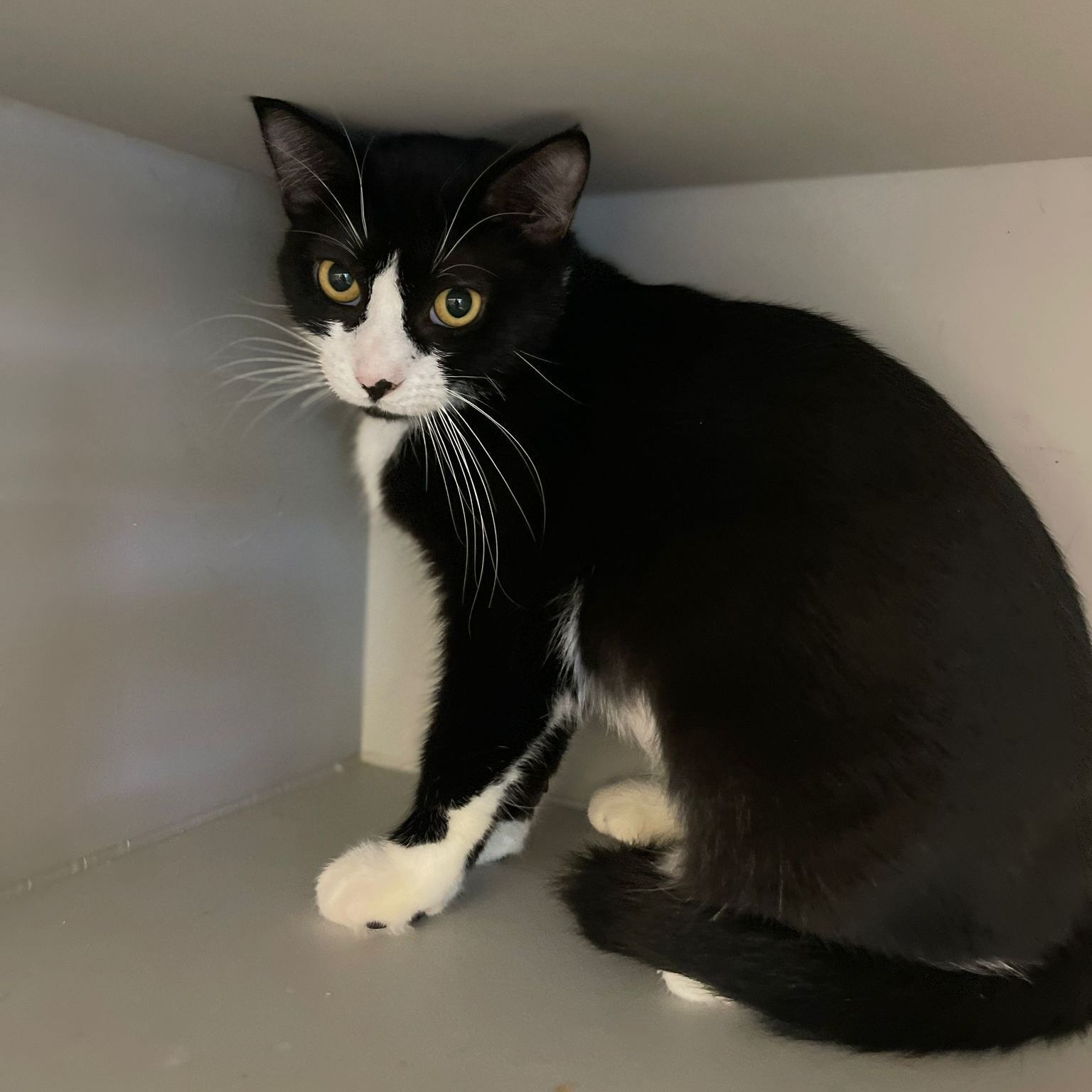 Enlarge Suki, a Adoptable Tuxedo in Miami Beach, FL image 3/10