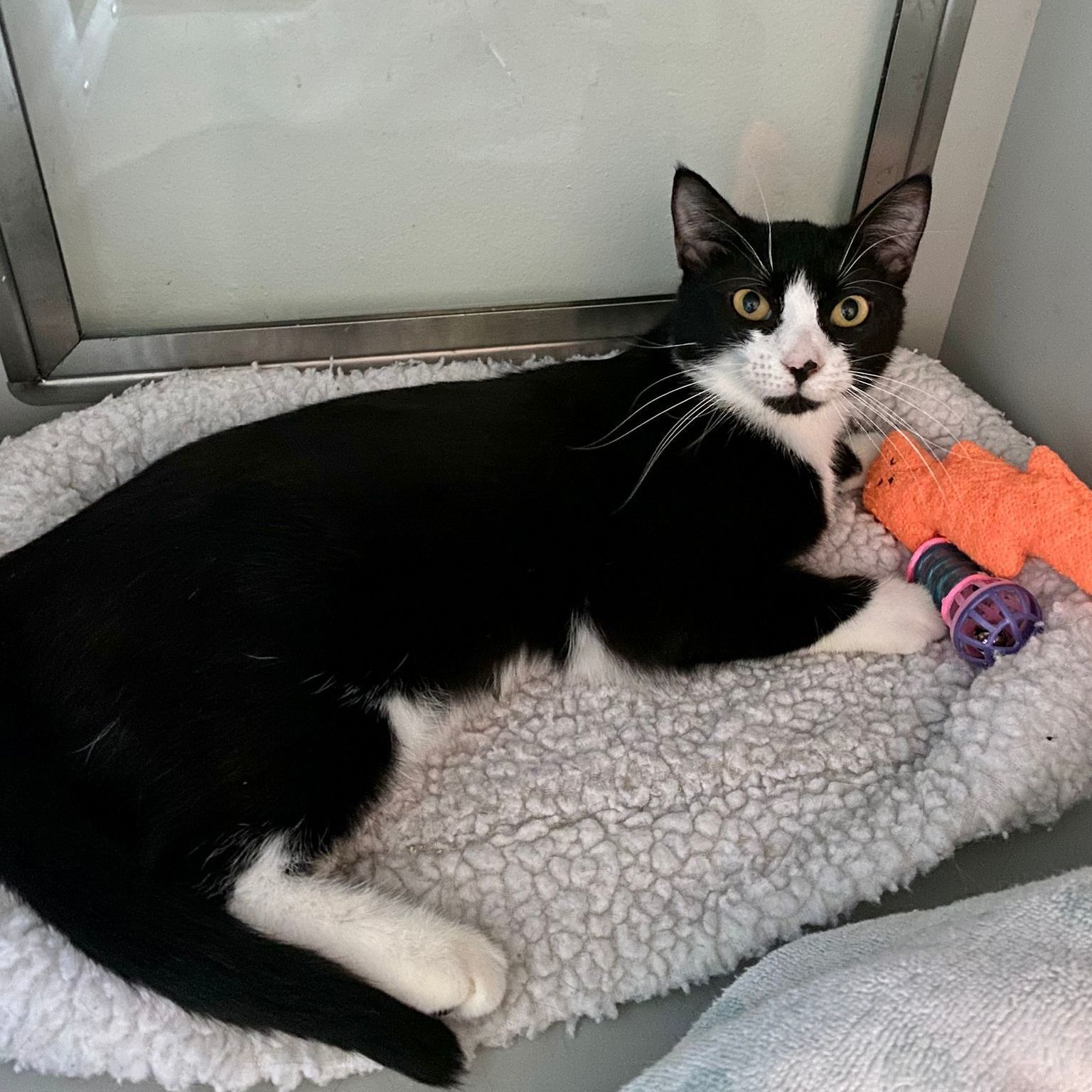 Enlarge Suki, a Adoptable Tuxedo in Miami Beach, FL image 4/10