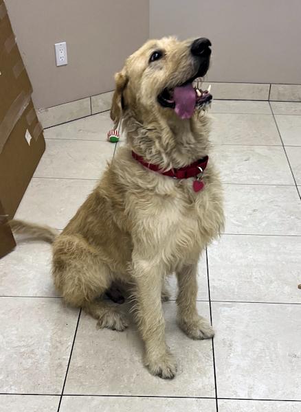 Enlarge McDougal, an adopted mixed breed in Los Angeles, CA image 5/6