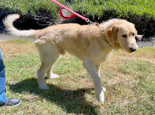 Enlarge McDougal, an adopted mixed breed in Los Angeles, CA image 2/6