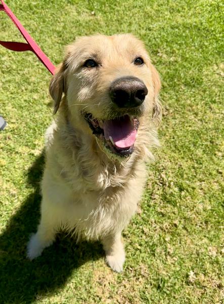 Enlarge McDougal, an adopted mixed breed in Los Angeles, CA image 4/6