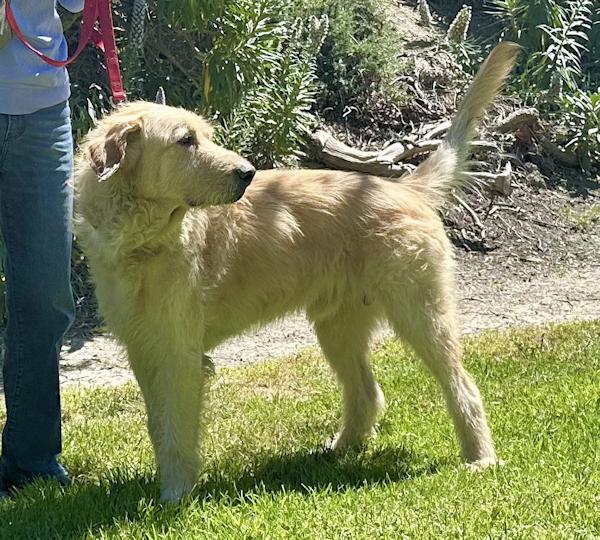 Enlarge McDougal, an adopted mixed breed in Los Angeles, CA image 3/6
