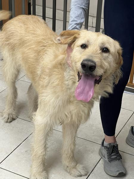 Enlarge McDougal, an adopted mixed breed in Los Angeles, CA image 6/6