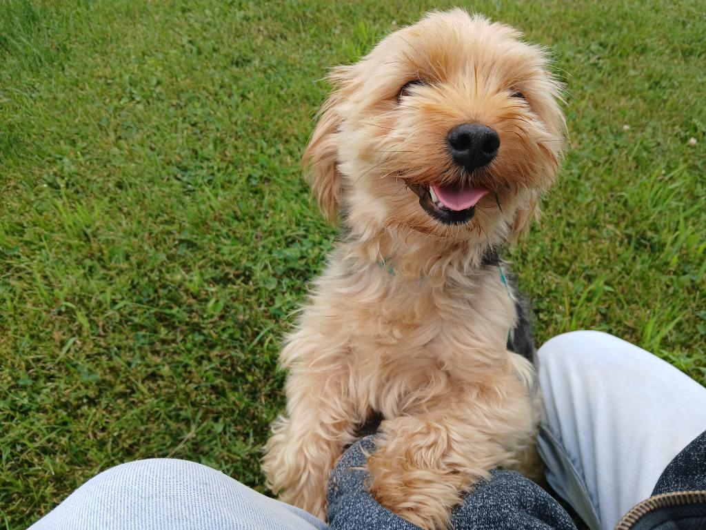 Augustus "Auggie, Adopted, Young Male Yorkshire Terrier & Maltese.
