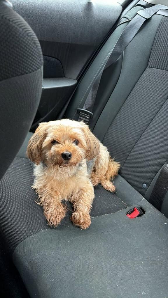 Enlarge Augustus "Auggie, a Adopted mixed breed in Ladysmith, WI image 2/4