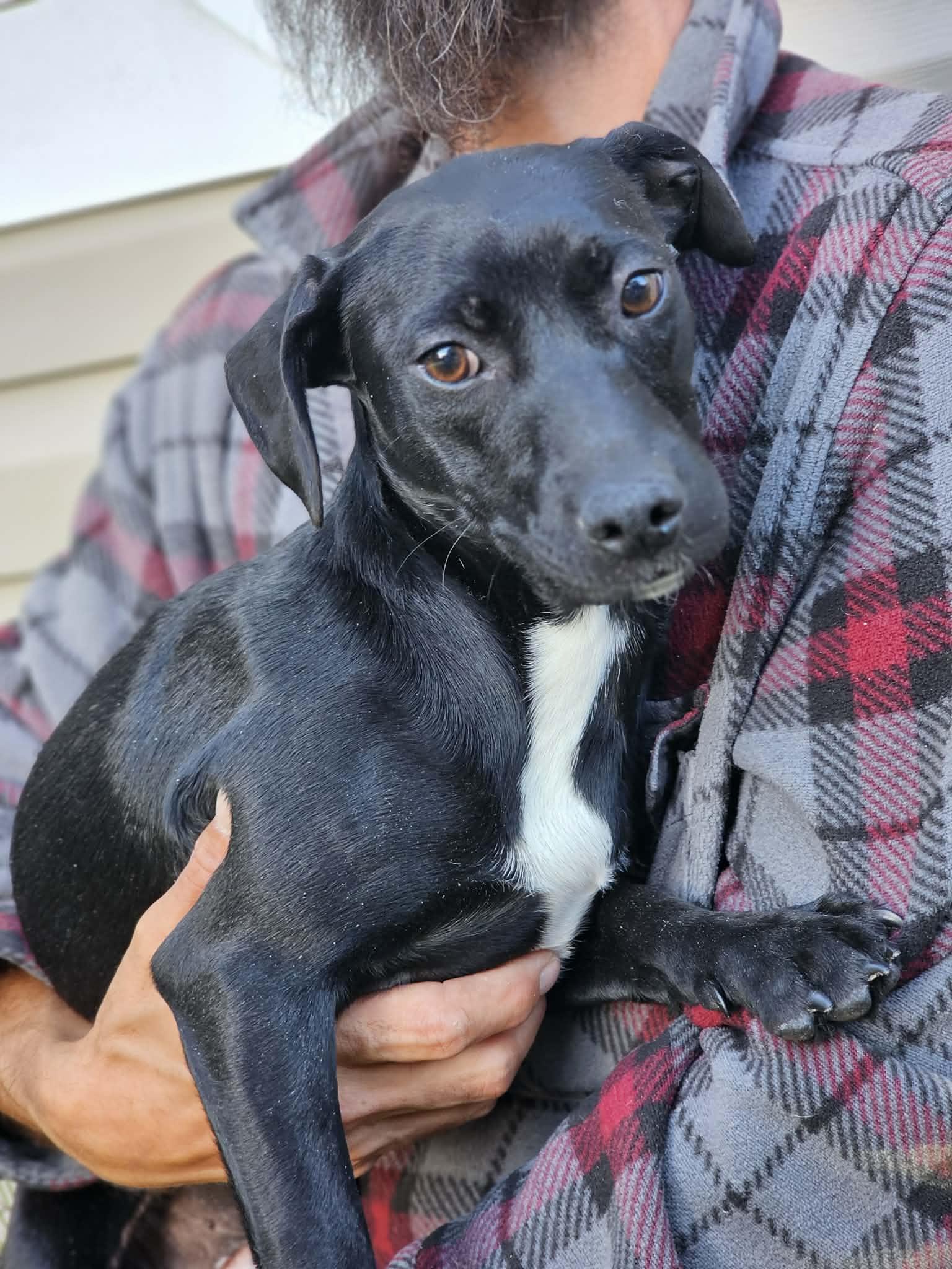 Tinker, a ADOPTABLE Terrier in Fort Payne, AL image 4/4