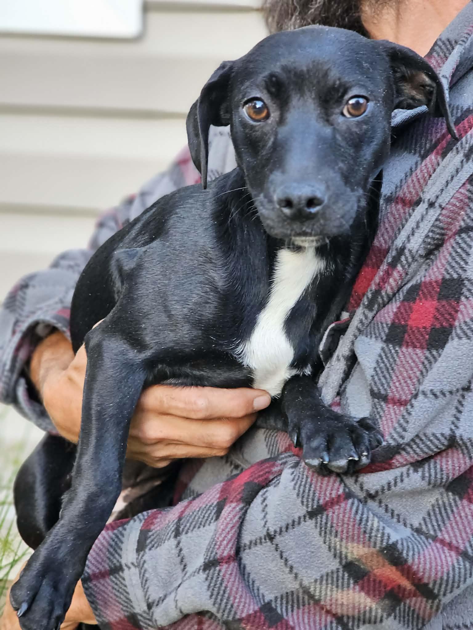 Tinker, a ADOPTABLE Terrier in Fort Payne, AL image 2/4