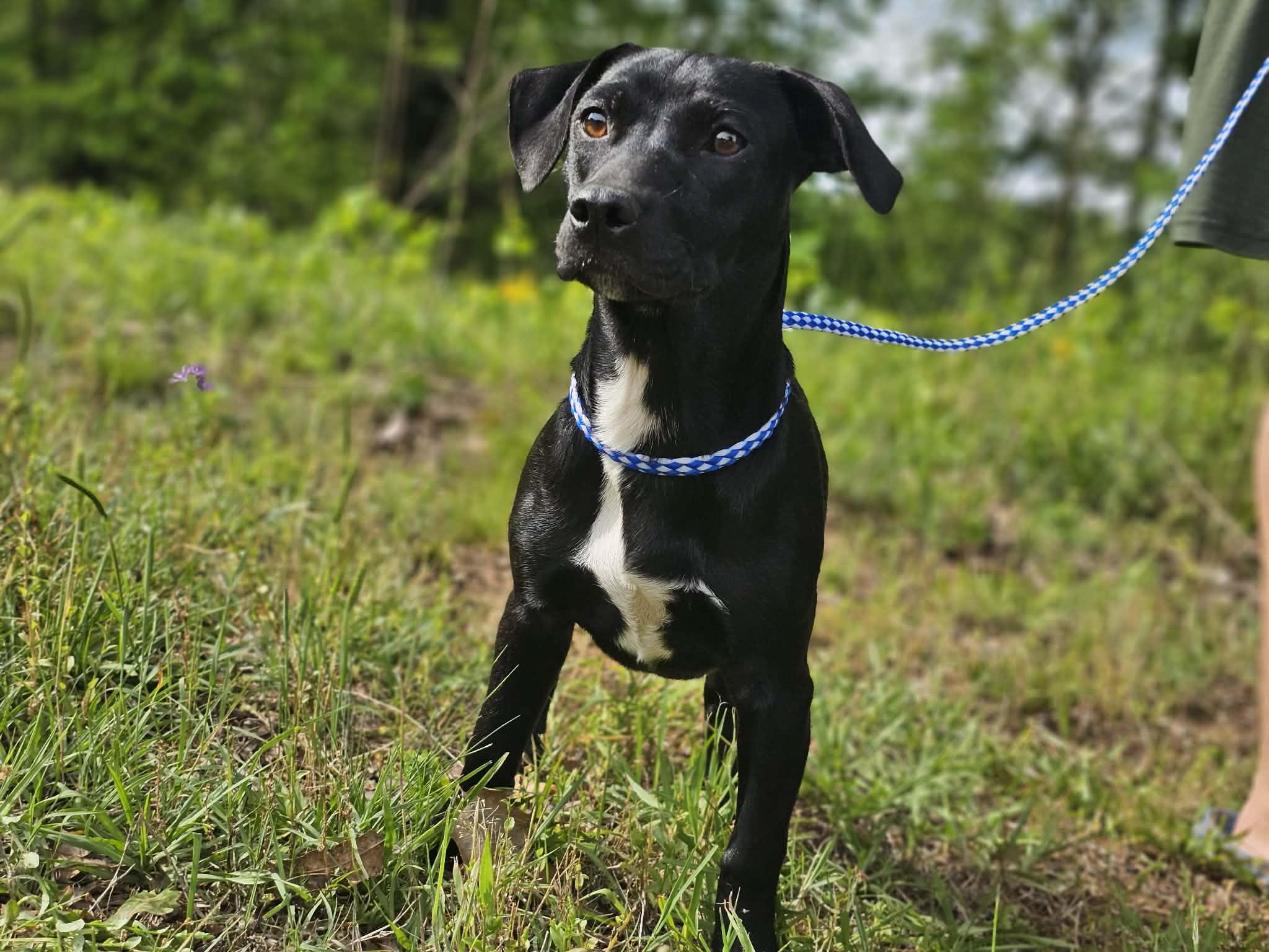 Tinker, a ADOPTABLE Terrier in Fort Payne, AL image 1/4