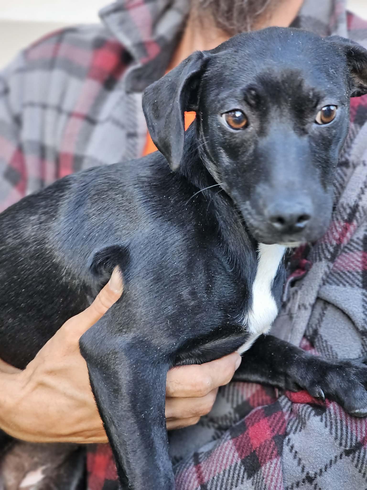 Tinker, a ADOPTABLE Terrier in Fort Payne, AL image 3/4