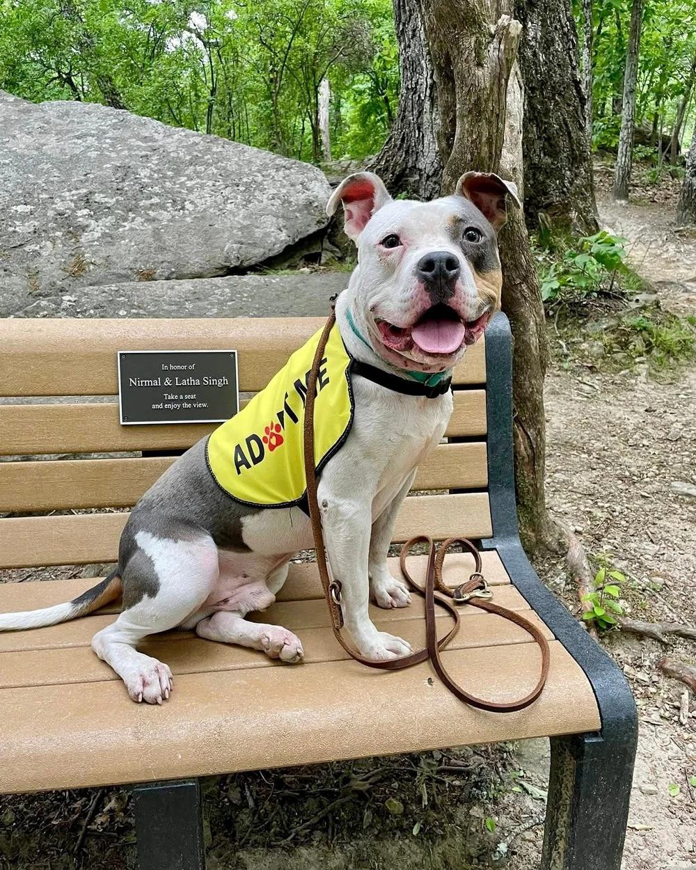 Murphy, Adoptable, Adult Male Mixed Breed.