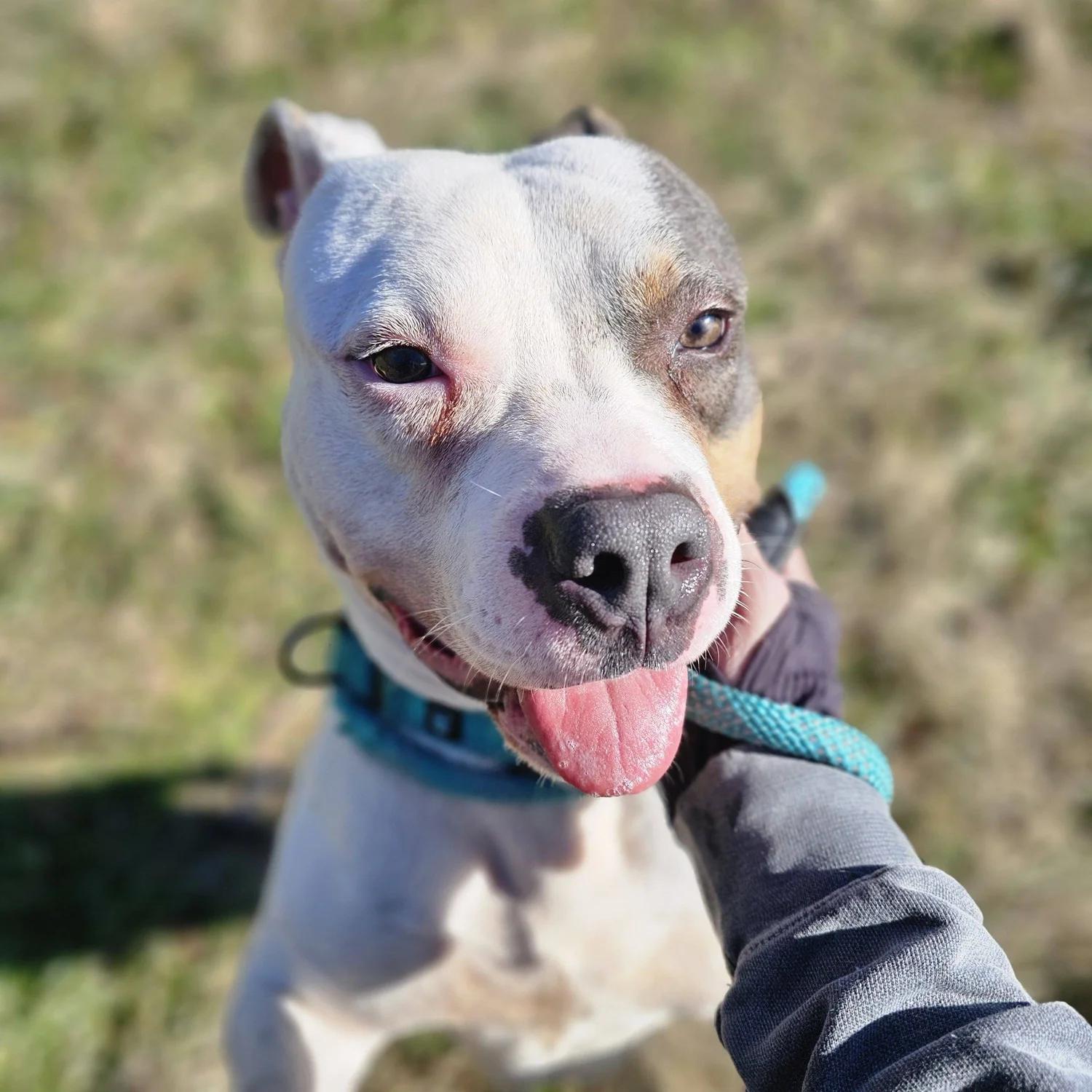 Murphy, a Adoptable mixed breed in Huntsville, AL image 6/6