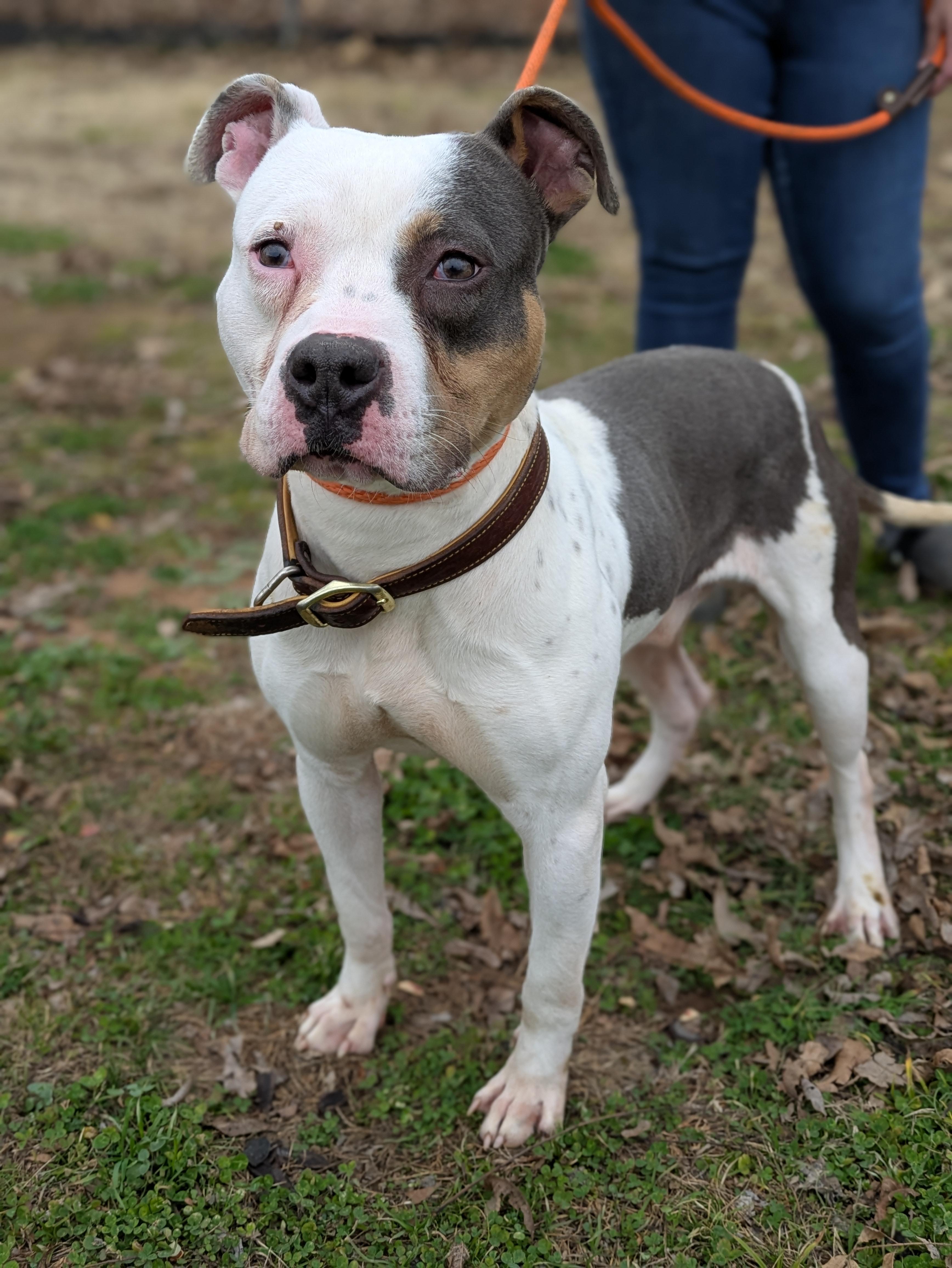 Enlarge Murphy , a ADOPTABLE Mixed Breed in Huntsville, AL image 2/4