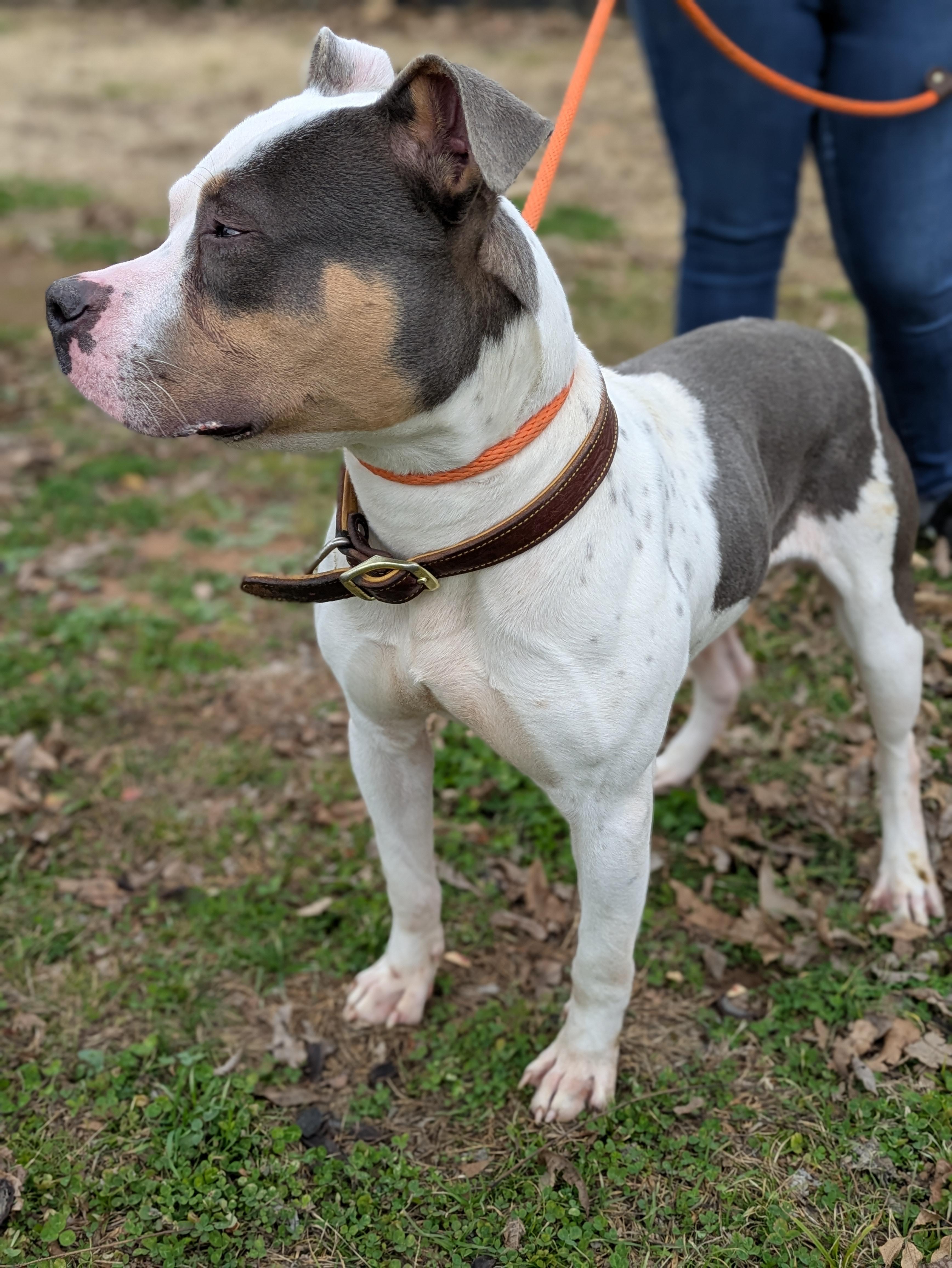 Enlarge Murphy , a ADOPTABLE Mixed Breed in Huntsville, AL image 4/4