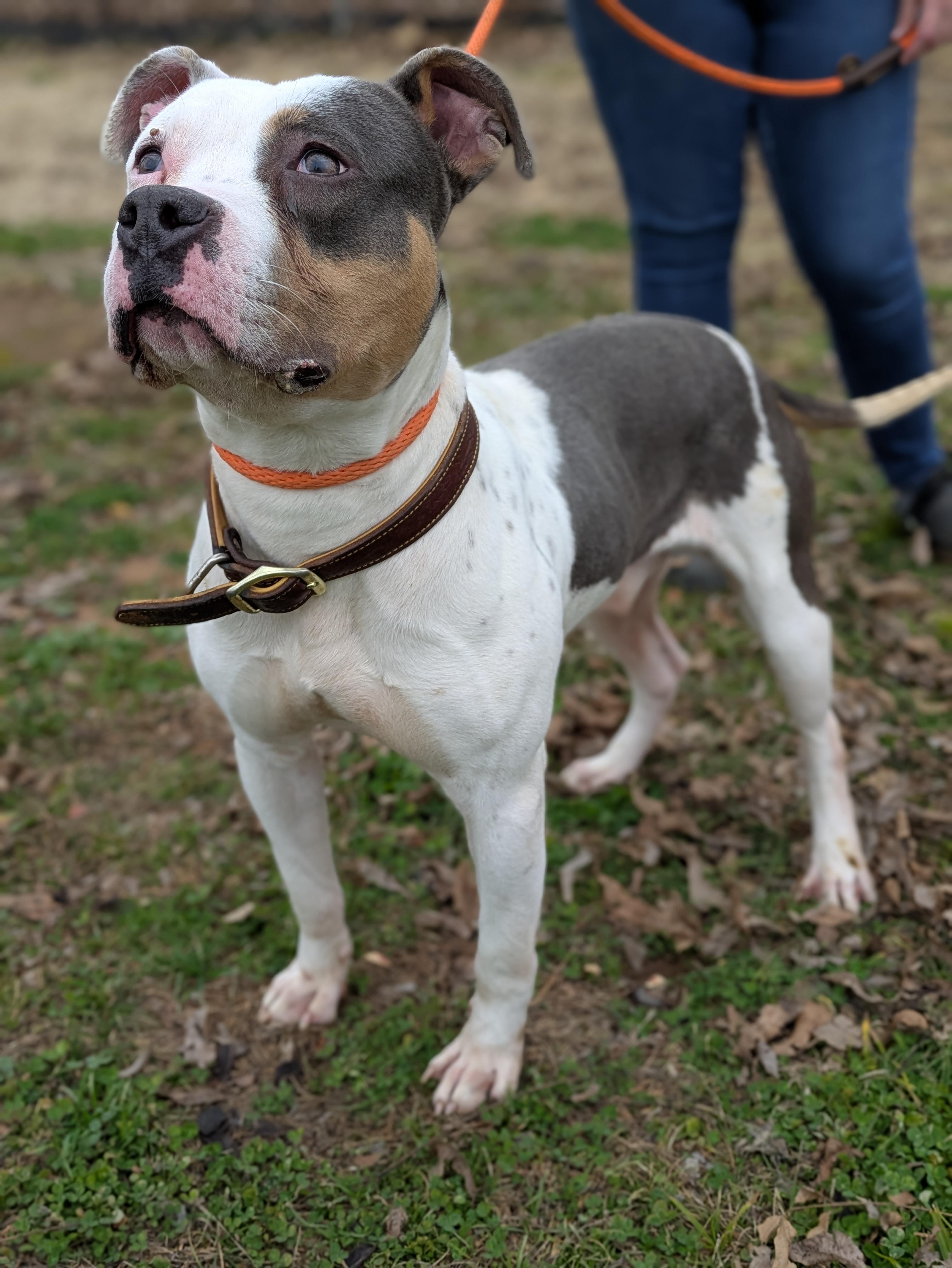 Enlarge Murphy , a ADOPTABLE Mixed Breed in Huntsville, AL image 1/4