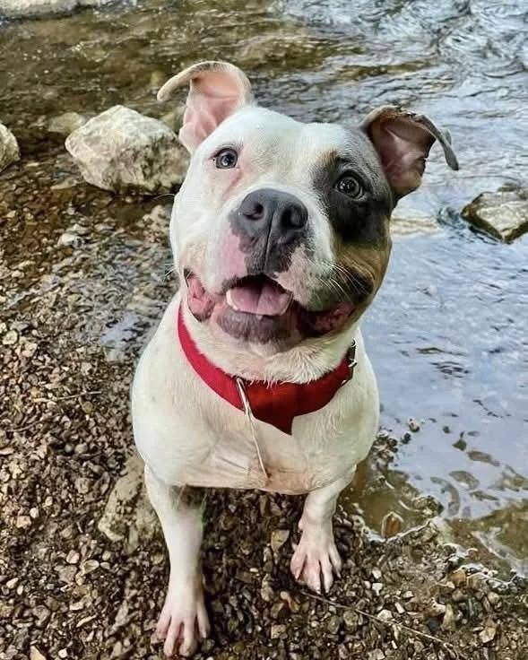 Murphy, a Adoptable mixed breed in Huntsville, AL image 2/6