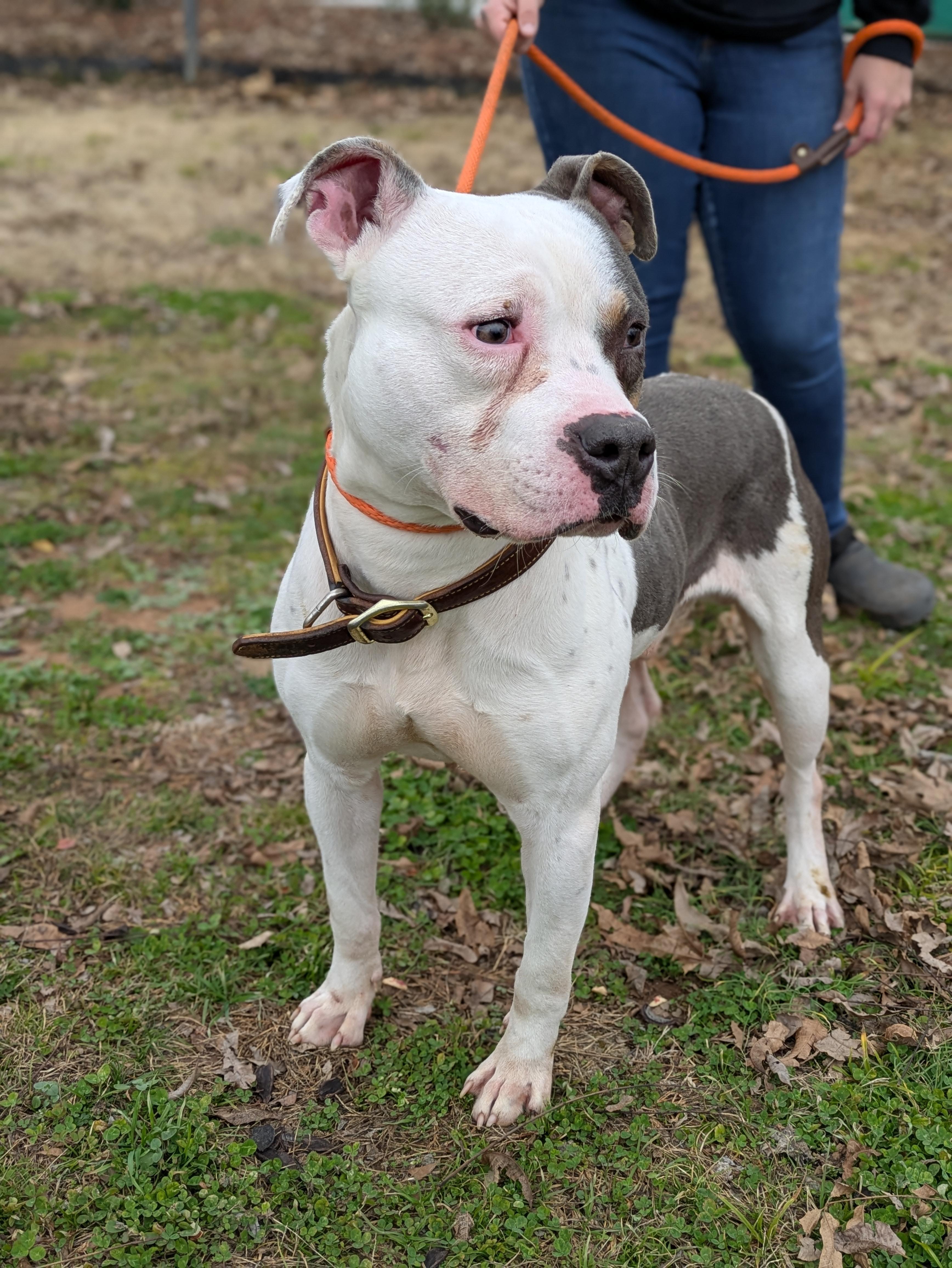 Enlarge Murphy, a Adoptable Mixed Breed in Huntsville, AL image 4/4