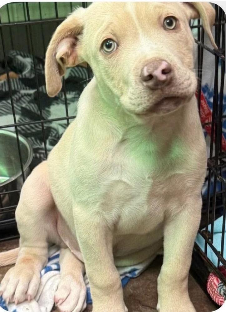 Enlarge Bulldozer (Seven Wonders 2026), a Adoptable mixed breed in Wenonah, NJ image 1/2
