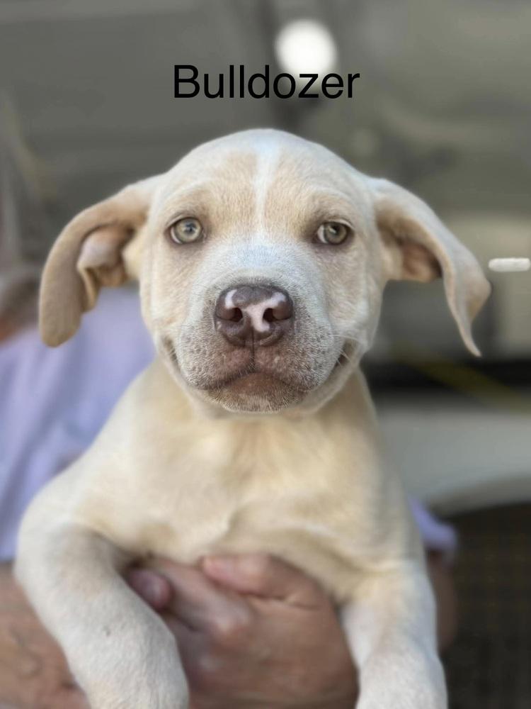 Enlarge Bulldozer (Seven Wonders 2026), a Adoptable mixed breed in Wenonah, NJ image 2/2
