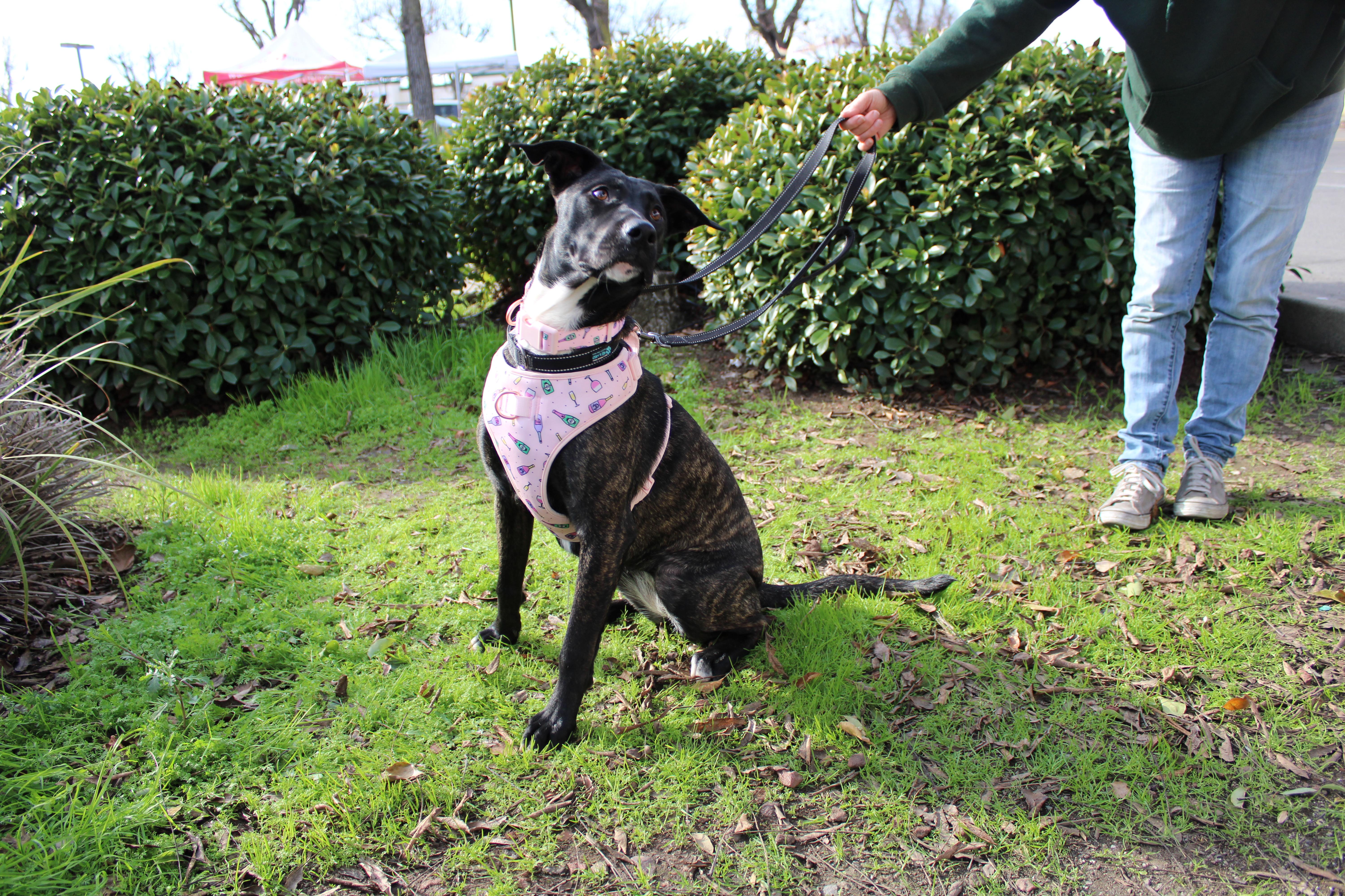 Love Bug, a Adoptable mixed breed in Yuba City, CA image 2/3