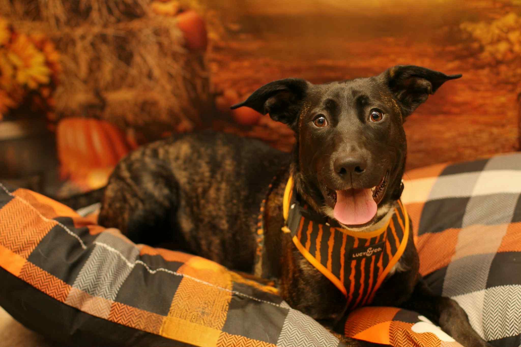 Love Bug, a Adoptable mixed breed in Yuba City, CA image 1/4