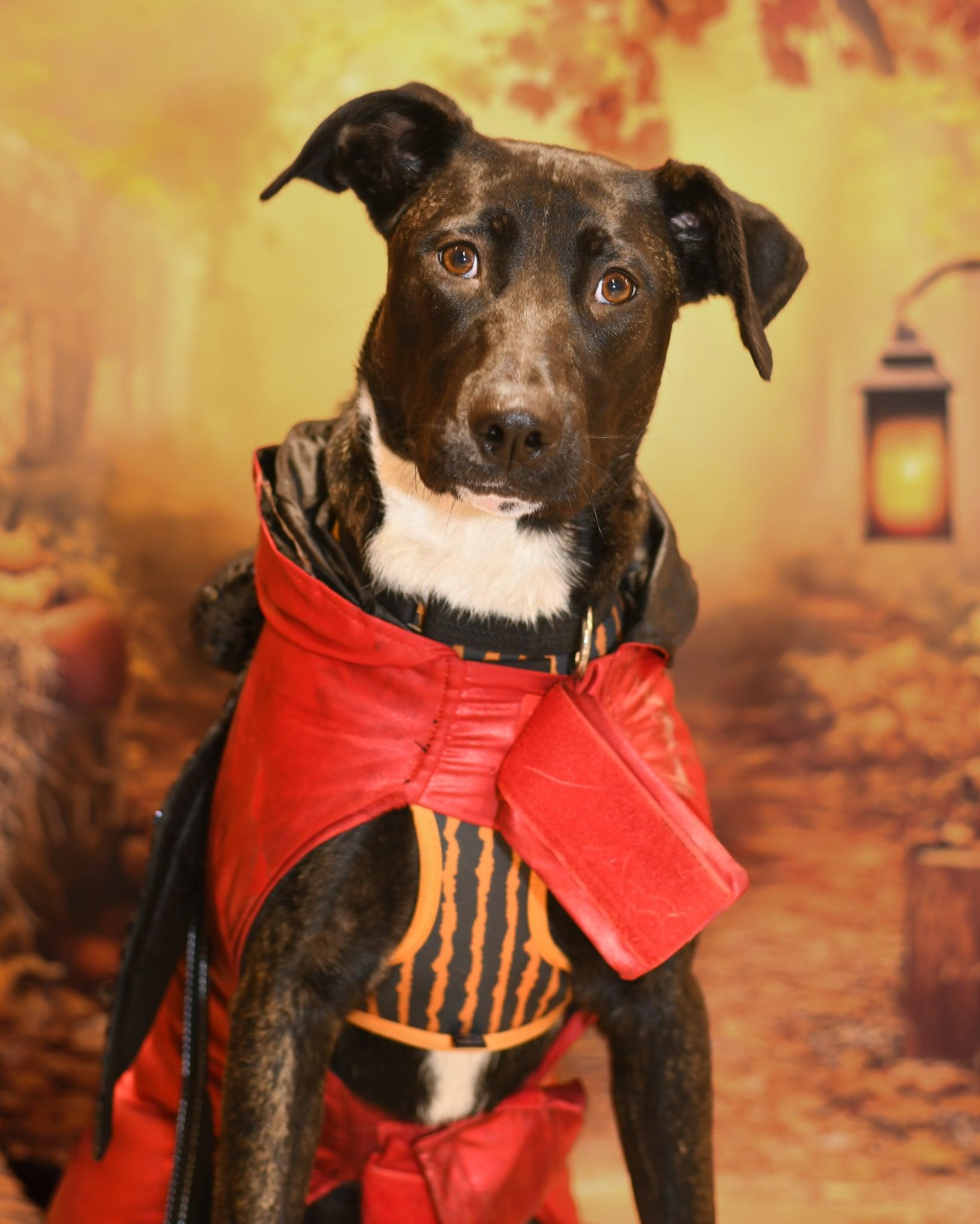 Love Bug, a Adoptable mixed breed in Yuba City, CA image 3/4