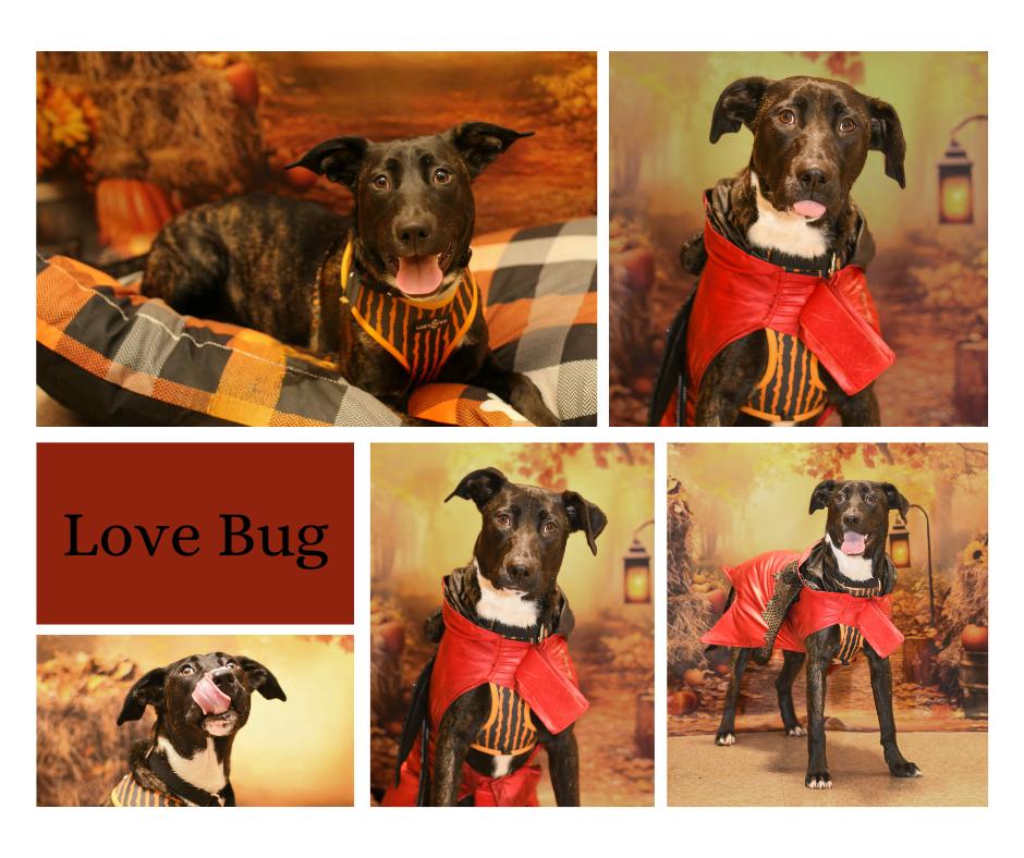 Love Bug, a Adoptable mixed breed in Yuba City, CA image 2/4