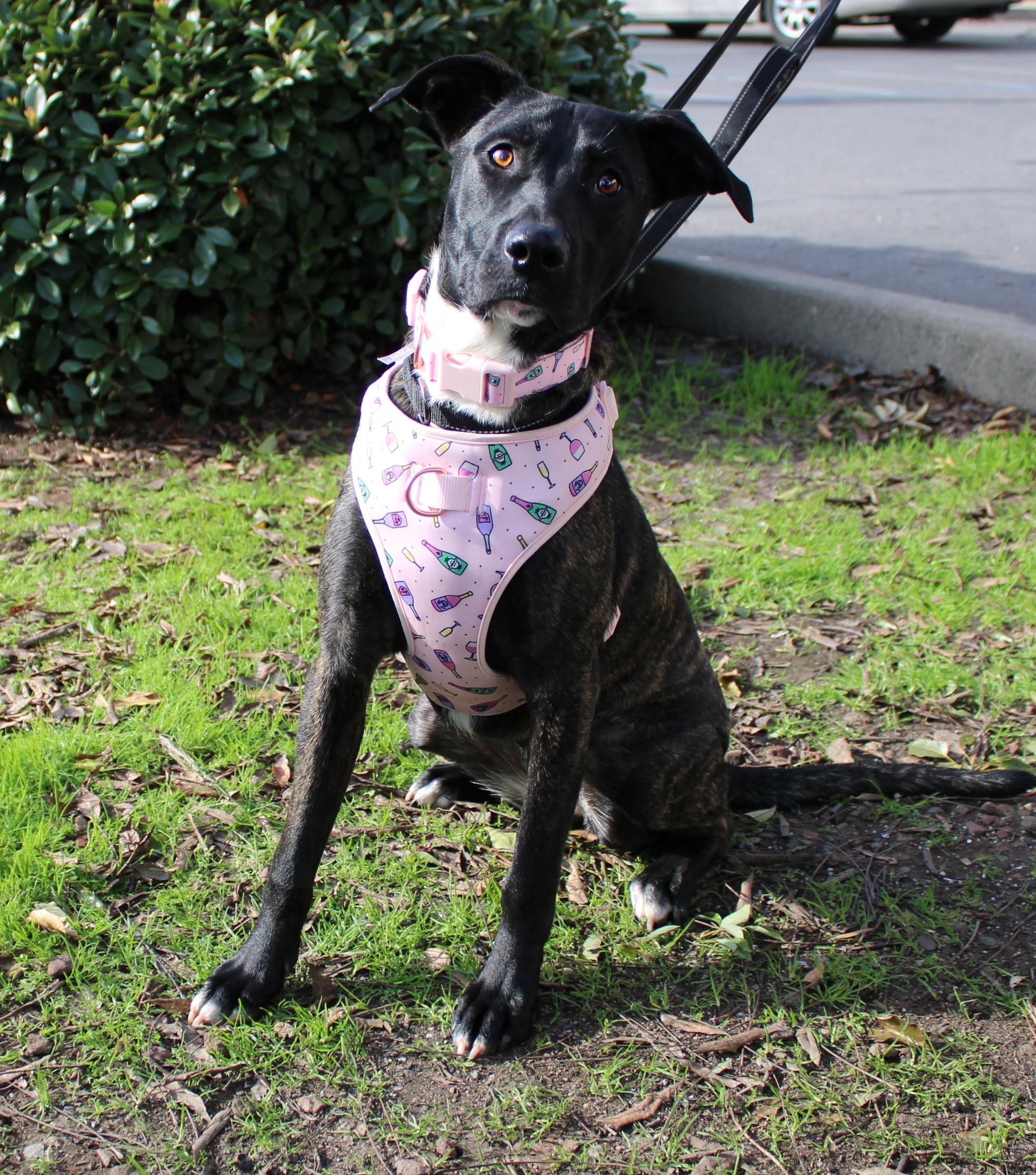 Love Bug, a Adoptable mixed breed in Yuba City, CA image 1/3