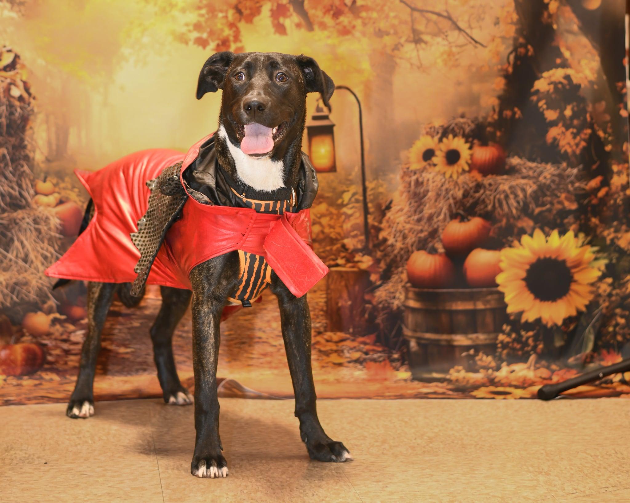 Love Bug, a Adoptable mixed breed in Yuba City, CA image 4/4