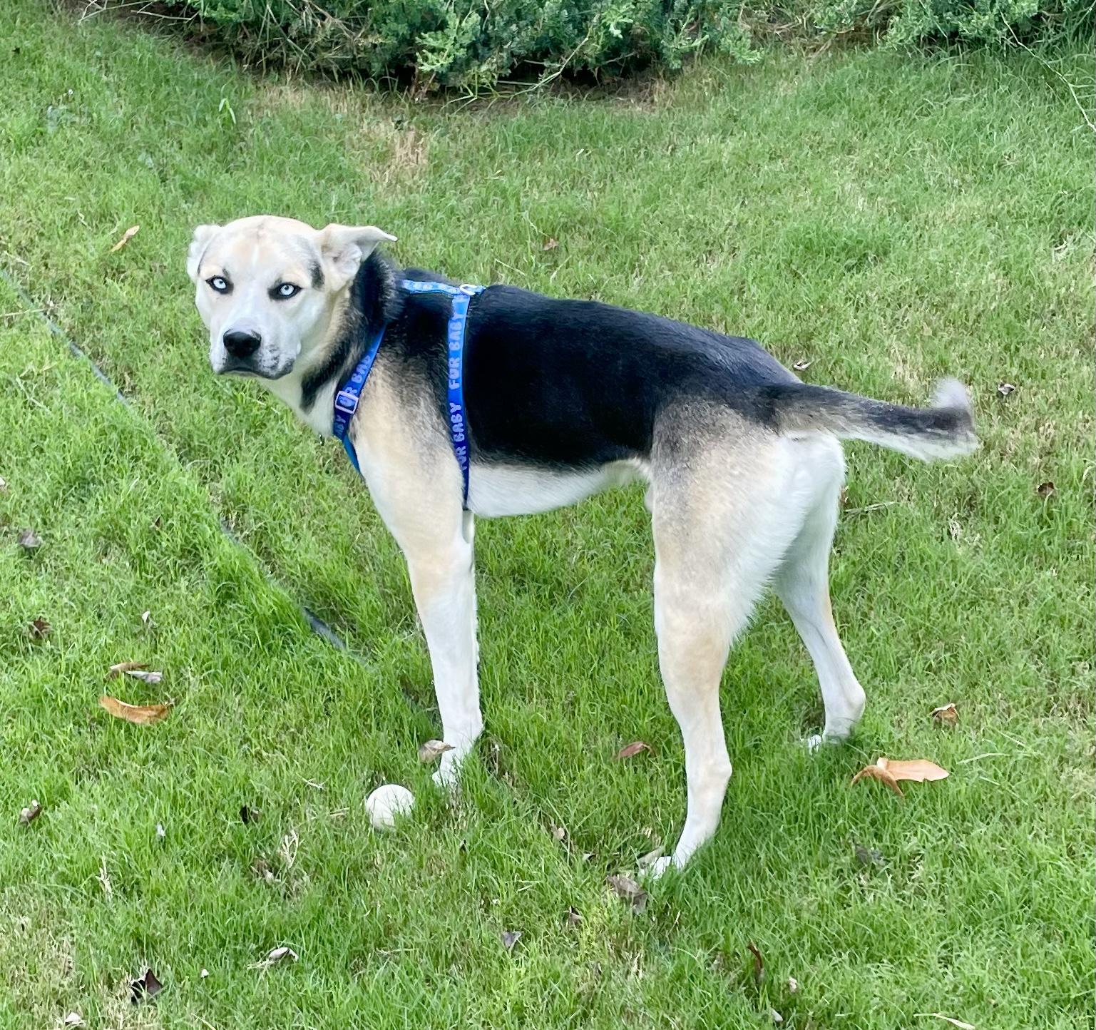 King, a ADOPTABLE mixed breed in Jasper, GA image 4/6
