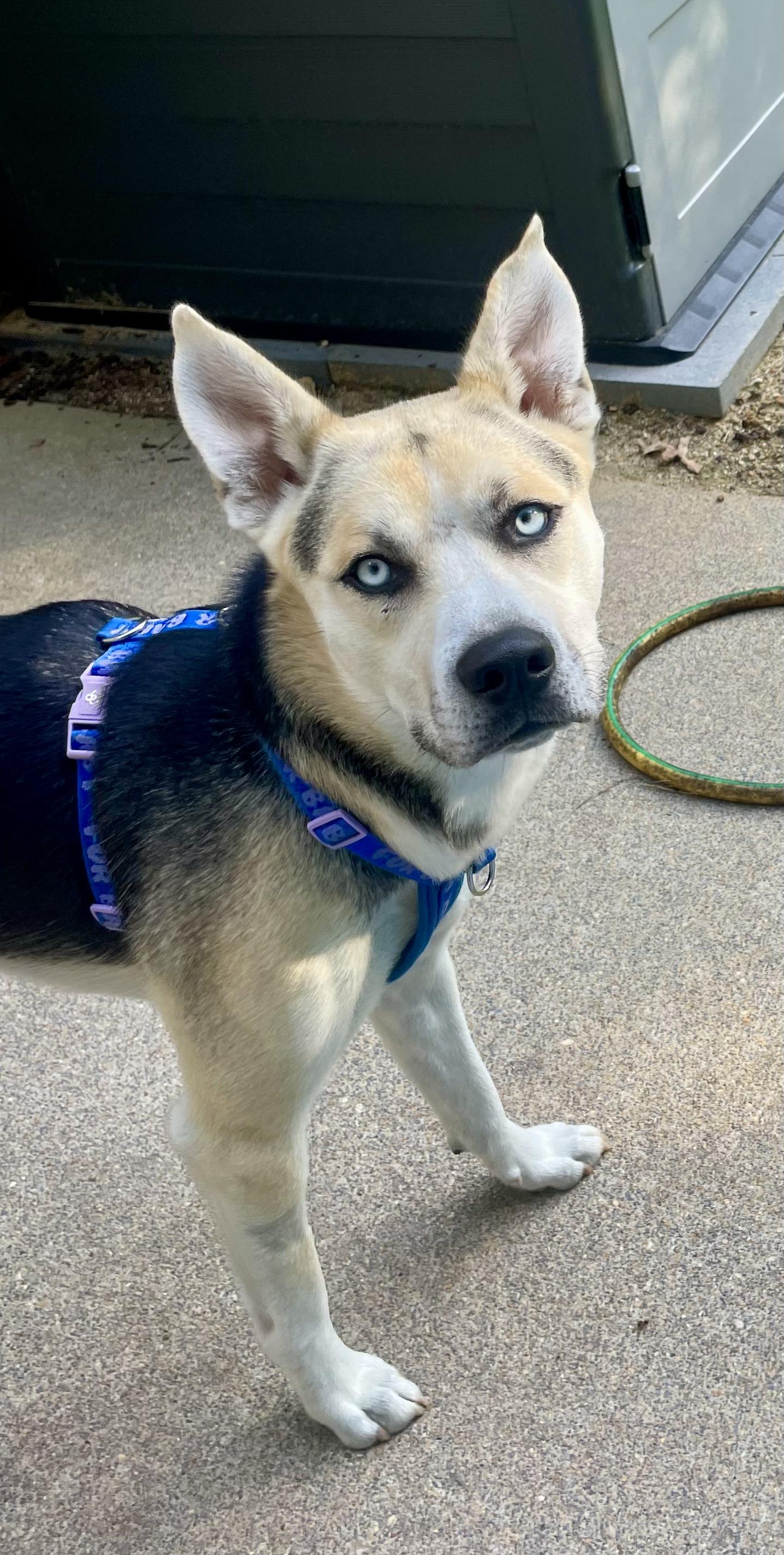 King, a ADOPTABLE mixed breed in Jasper, GA image 2/6