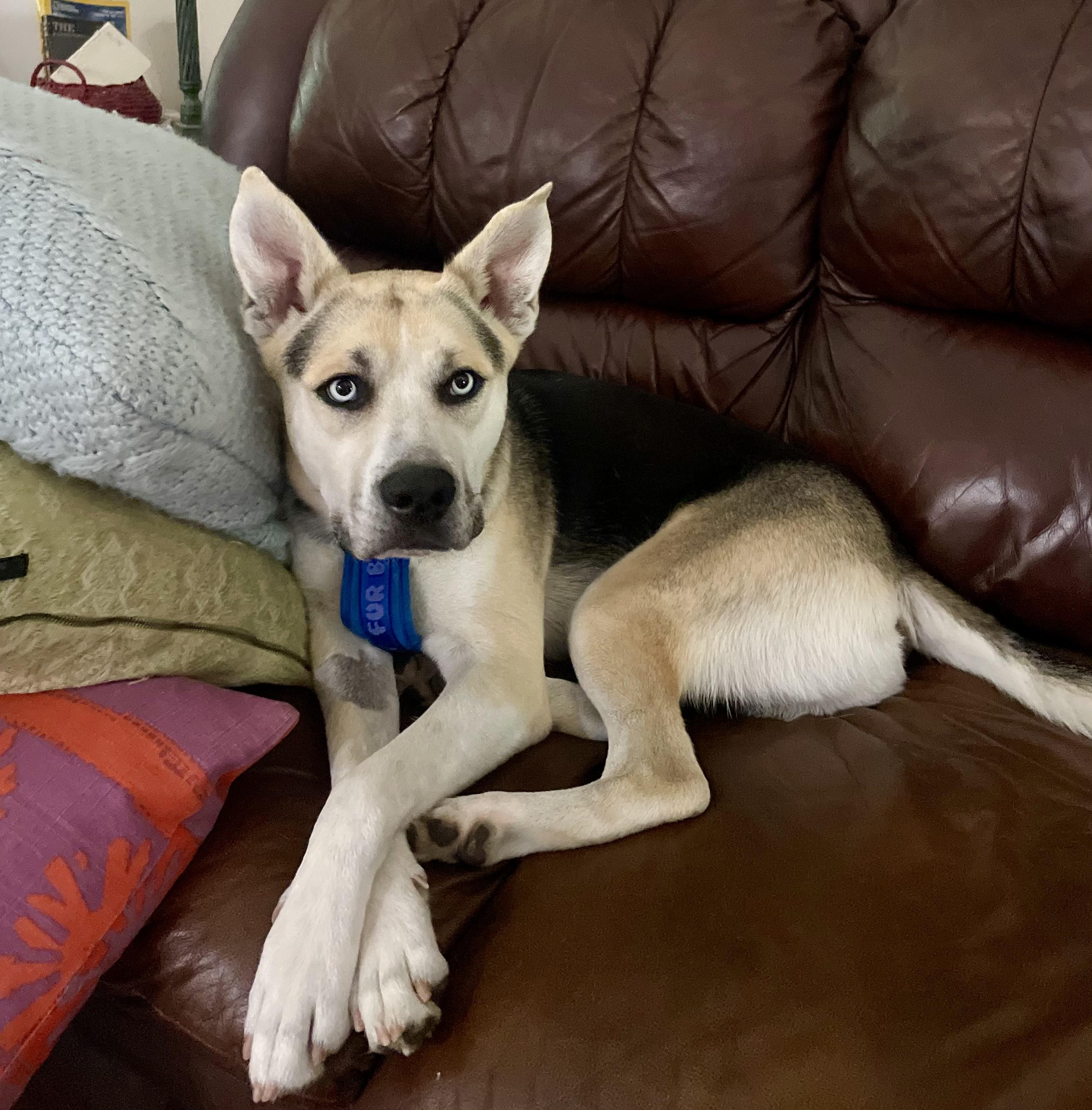 King, a ADOPTABLE mixed breed in Jasper, GA image 3/6