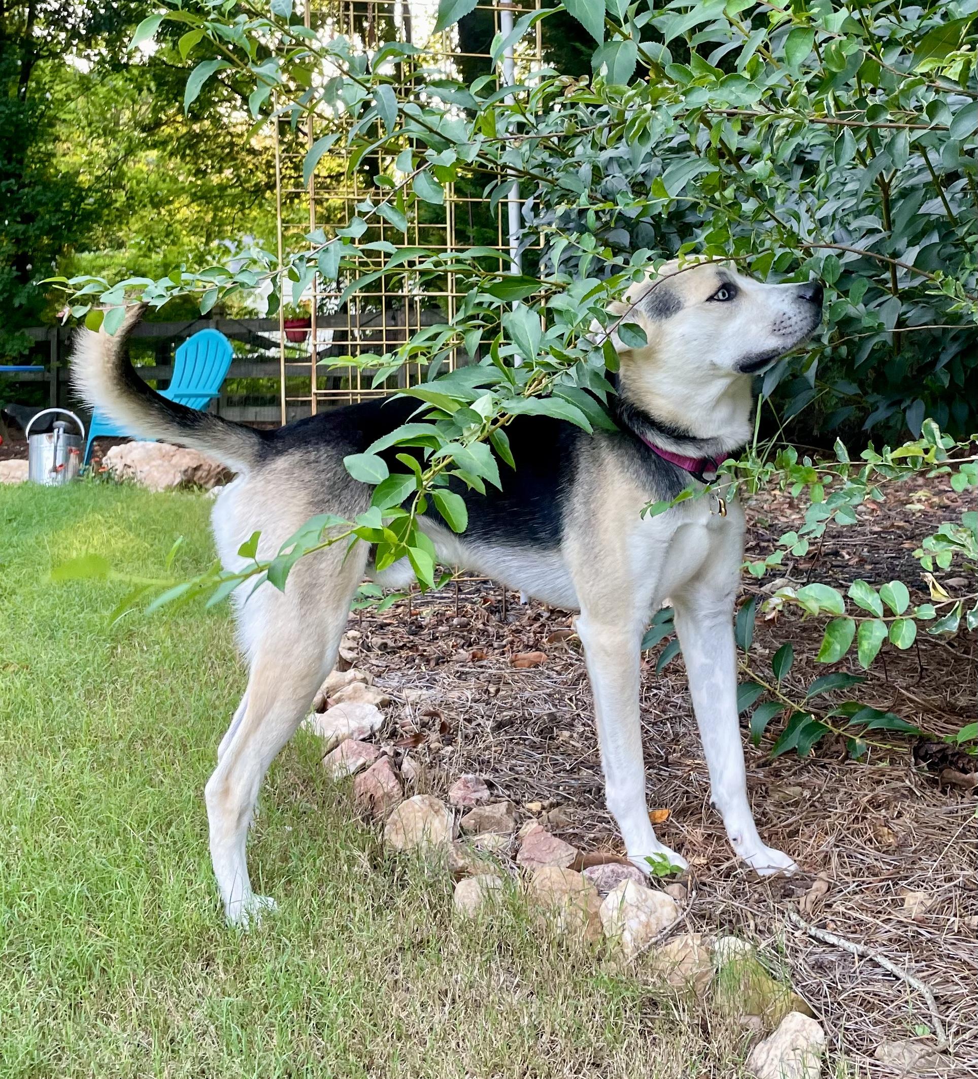 King, a ADOPTABLE mixed breed in Jasper, GA image 5/6