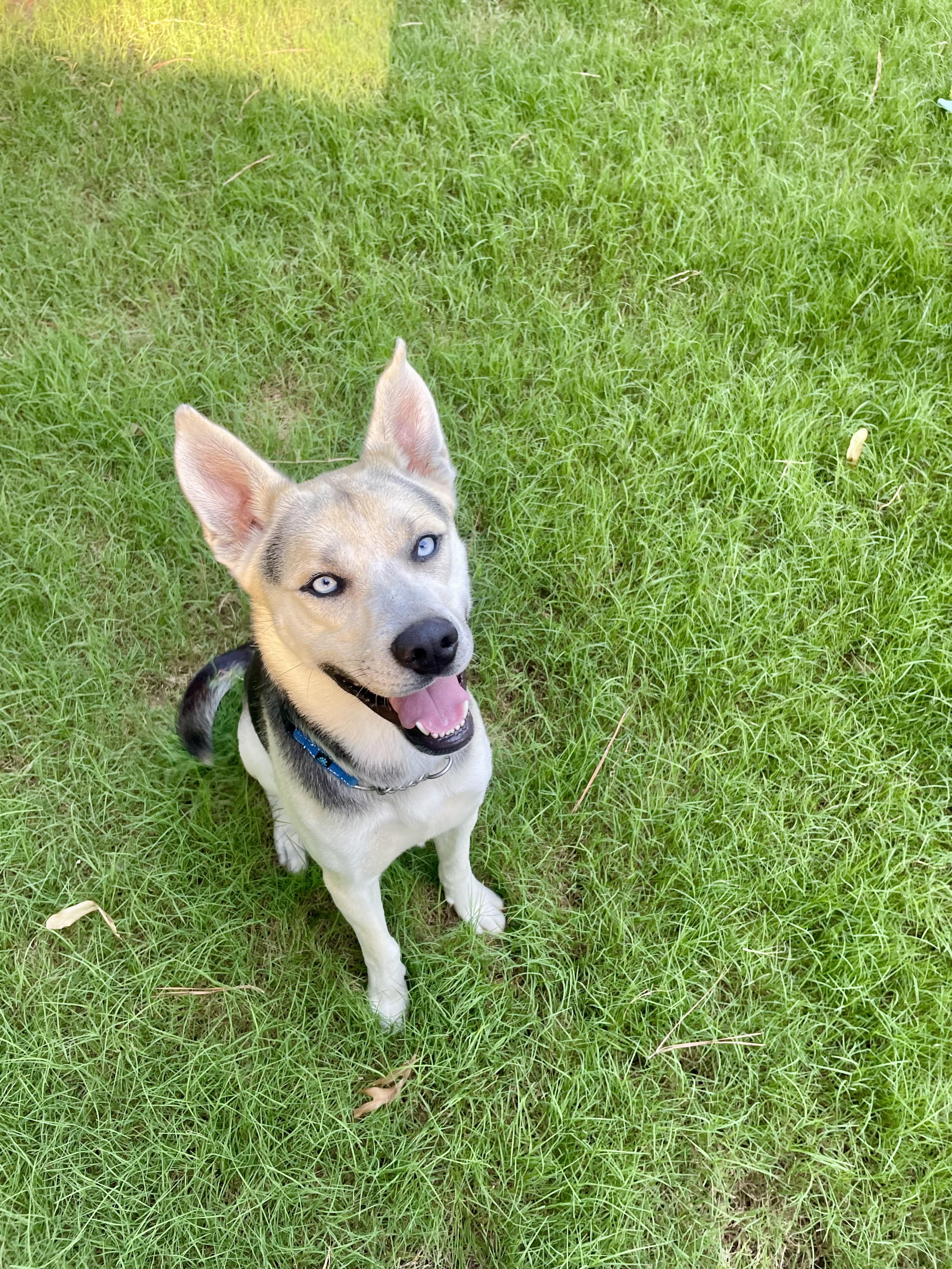King, a ADOPTABLE mixed breed in Jasper, GA image 1/2