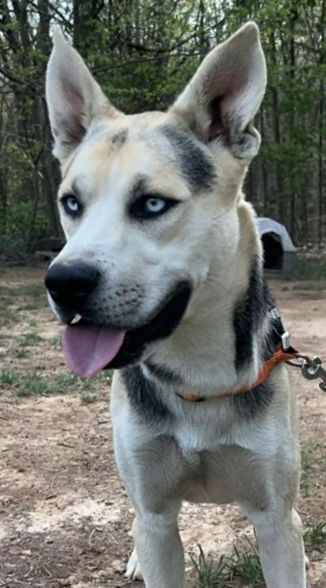 King, ADOPTABLE, Young Male Siberian Husky.