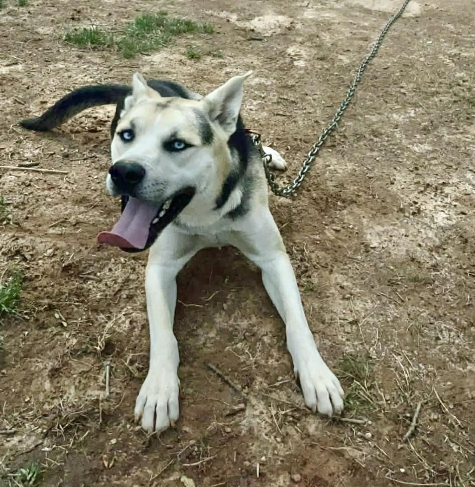 Enlarge King, a ADOPTABLE mixed breed in Jasper, GA image 2/3