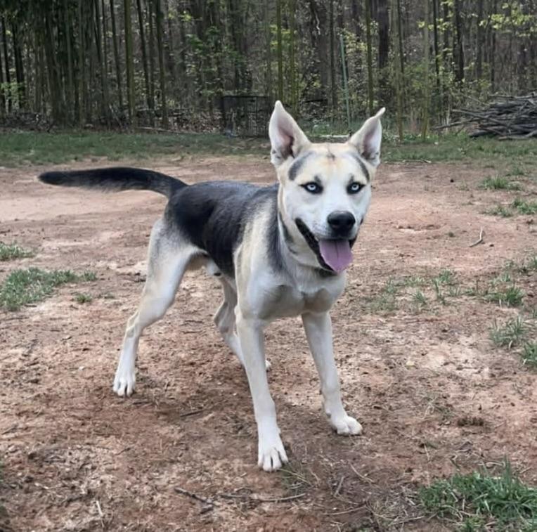 Enlarge King, a ADOPTABLE mixed breed in Jasper, GA image 3/3