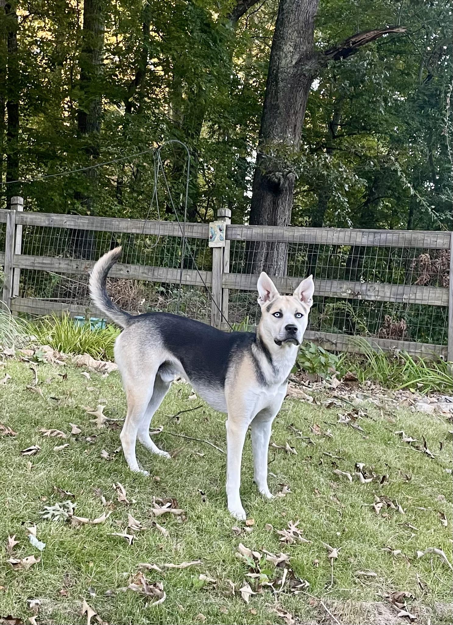 Enlarge King, a Adoptable mixed breed in Jasper, GA image 6/6