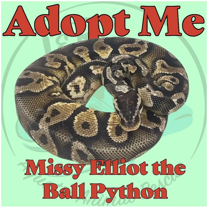 Enlarge Missy Elliot the Ball Python, a Adoptable Ball Python in Neenah, WI image 1/1