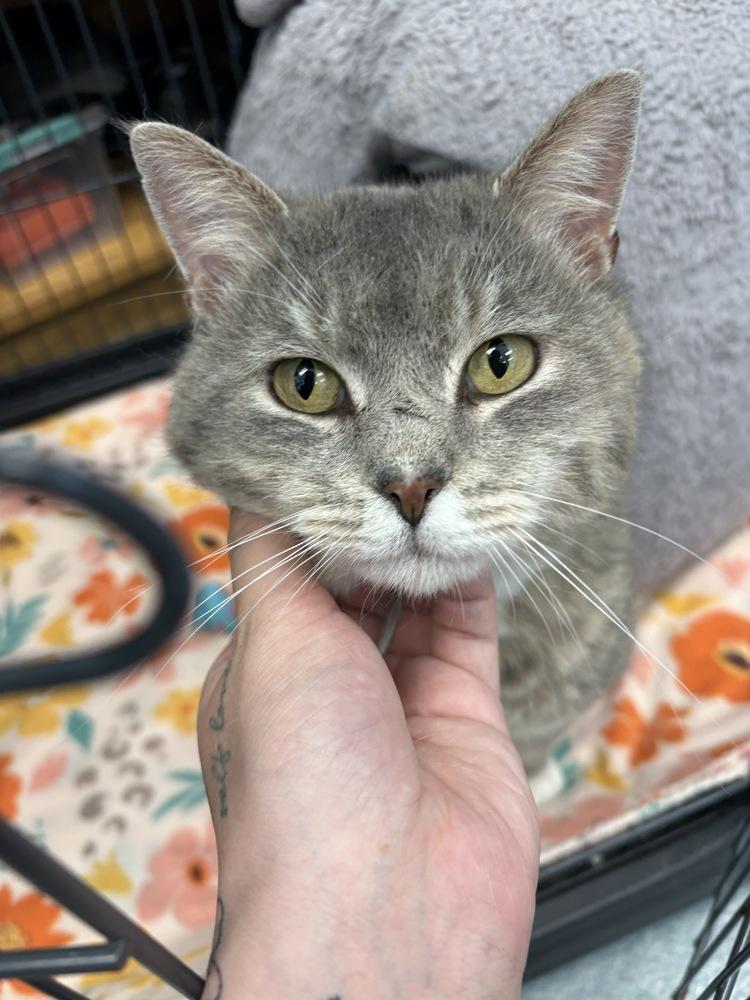 Munchkin*, a Adoptable Domestic Short Hair in Trenton, ME image 1/3