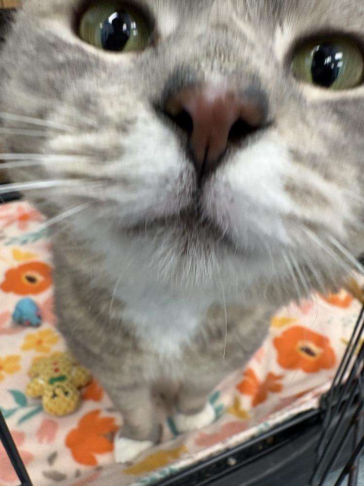 Munchkin*, a Adoptable Domestic Short Hair in Trenton, ME image 2/3