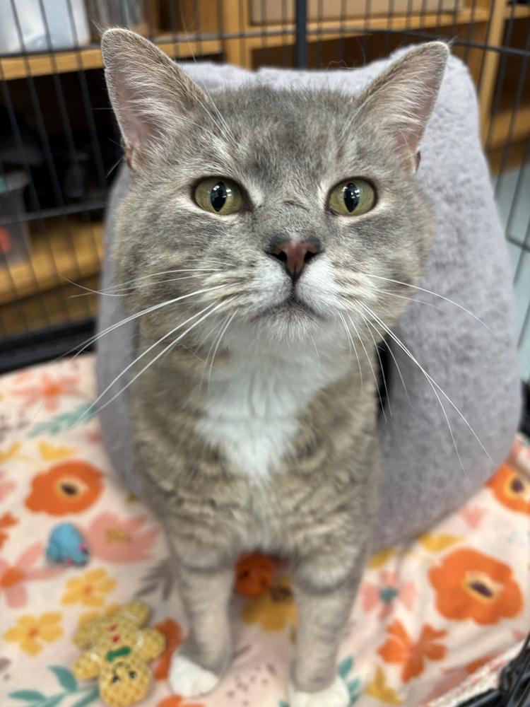 Munchkin*, a Adoptable Domestic Short Hair in Trenton, ME image 3/3