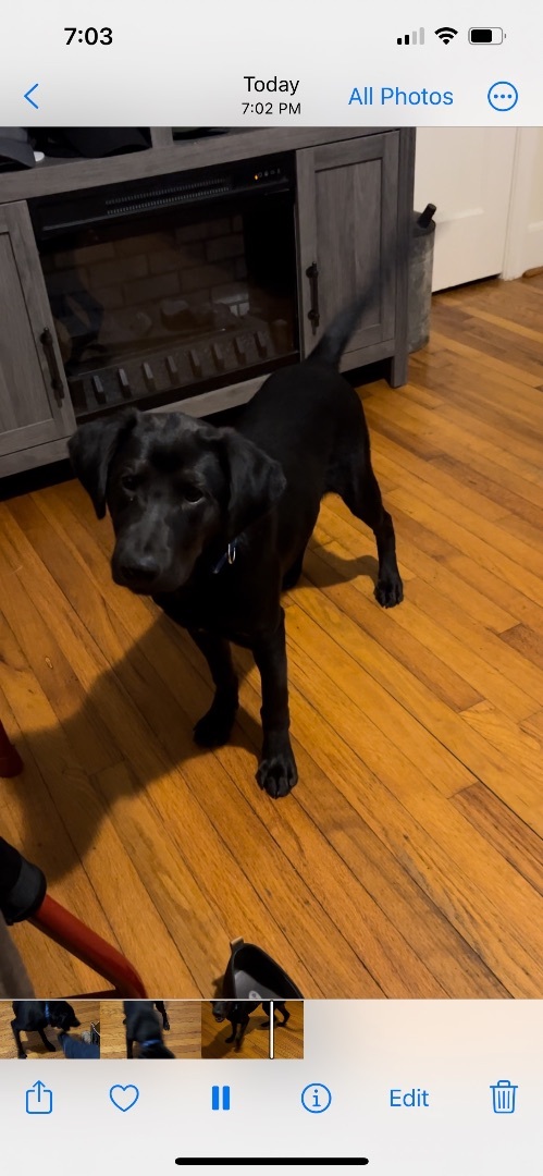 Gator, Adopted, Puppy Male Black Labrador Retriever.