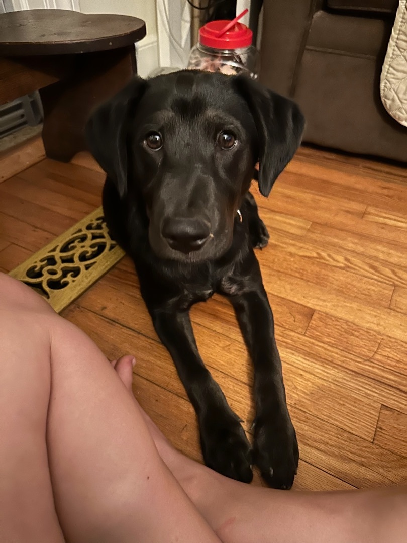 Gator, a Adopted mixed breed in Elloree, SC image 2/6