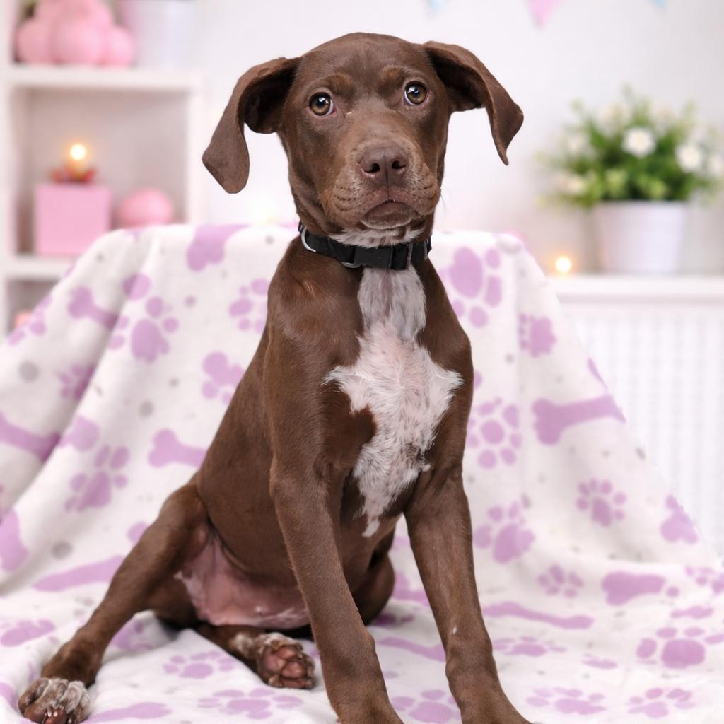 Jackie, Adoptable, Young Female Chocolate Labrador Retriever & Labrador Retriever.