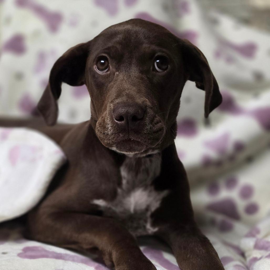 Enlarge Jackie, a Adoptable mixed breed in Kissimmee, FL image 2/2