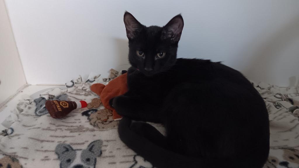 Fuego, Adoptable, Kitten Male Domestic Short Hair.